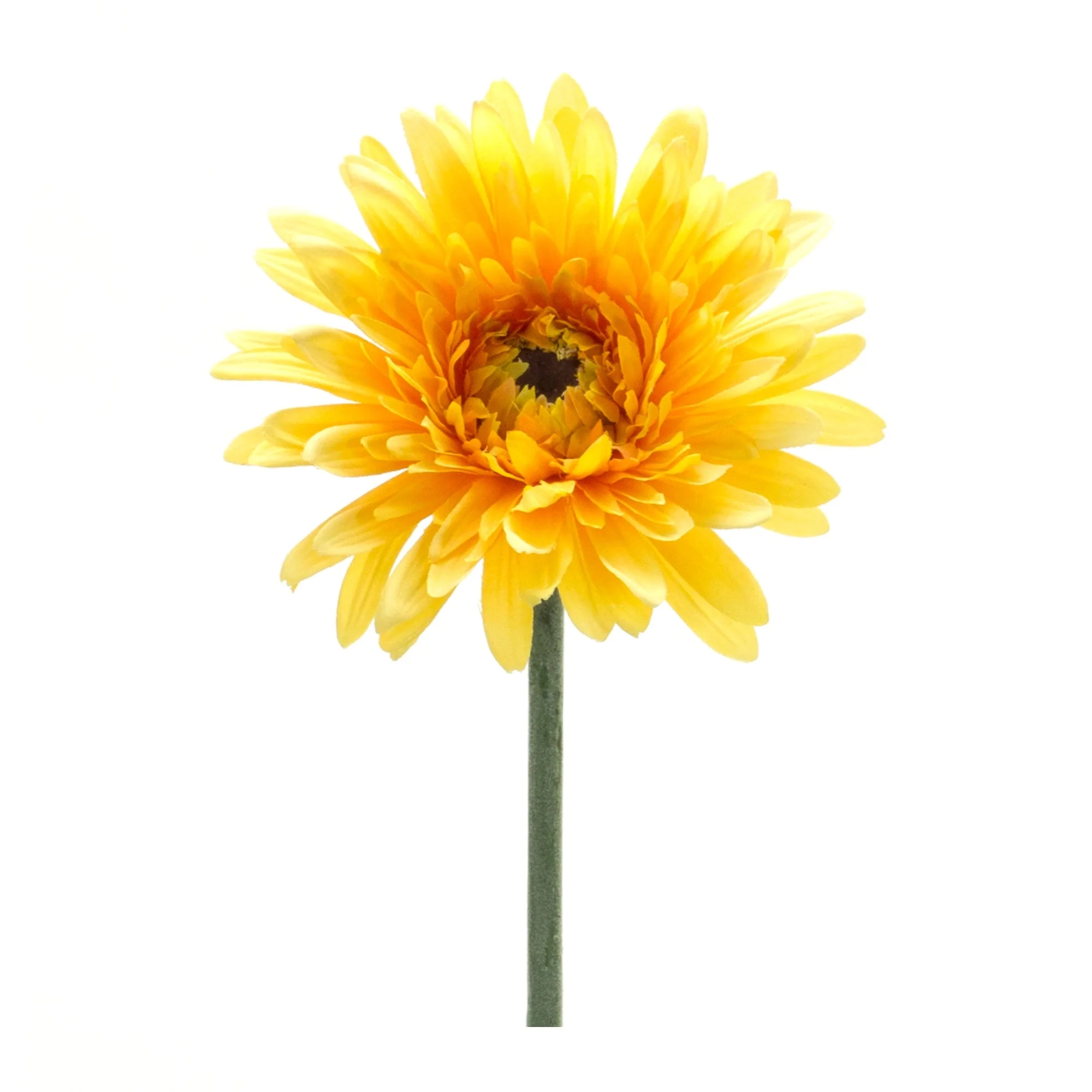 Gerbera daisy floral stem (set of 6)